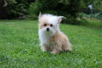 B-1, a male Chipoo for sale in Sabillasville, MD – 4 of 5