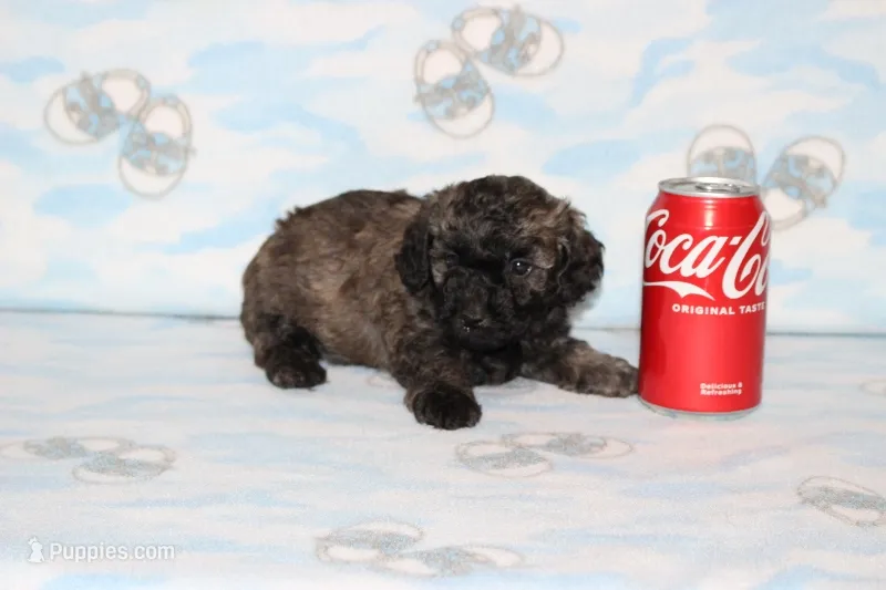 Rusty – Poodle - Toy  puppy for sale in Sabillasville, MD
