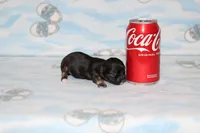 itzy, a female Chihuahua for sale in Sabillasville, MD – 3 of 6