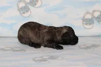 E-1, a male Poodle - Toy  for sale in Sabillasville, MD – 2 of 6