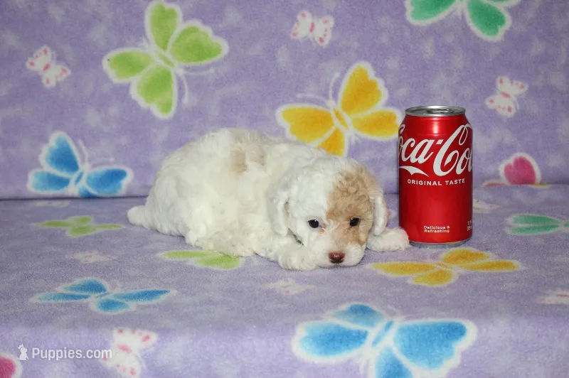 Apricot Blossom – Poodle - Toy  puppy for sale in Sabillasville, MD