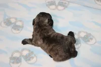 E-1, a male Poodle - Toy  for sale in Sabillasville, MD – 4 of 6