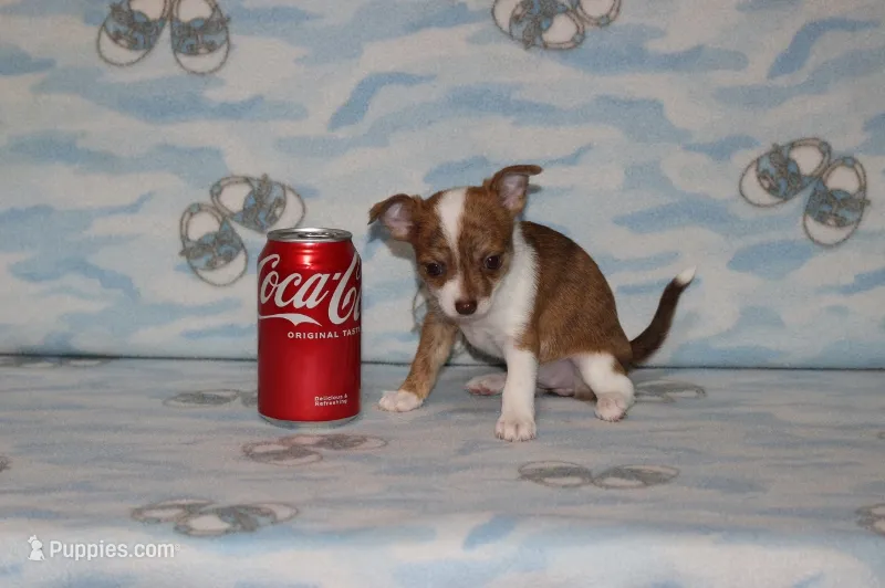 S-4, a female Chipoo for sale in Sabillasville, MD – 1 of 5