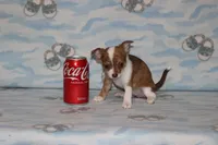 S-4, a female Chipoo for sale in Sabillasville, MD – 1 of 5
