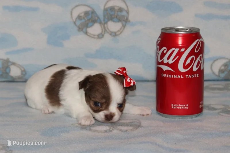 N-4 – Chihuahua puppy for sale in Sabillasville, MD