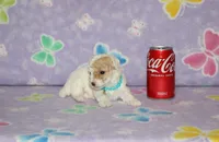 Apricot Blossom, a female Poodle - Toy  for sale in Sabillasville, MD – 2 of 9