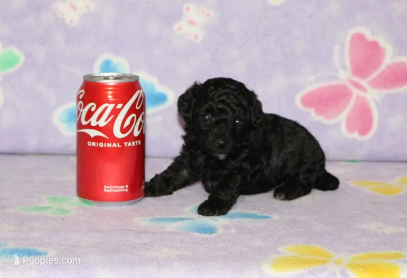 E-3 – Poodle - Toy  puppy for sale in Sabillasville, MD