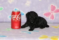 E-3, a male Poodle - Toy  for sale in Sabillasville, MD – 1 of 5