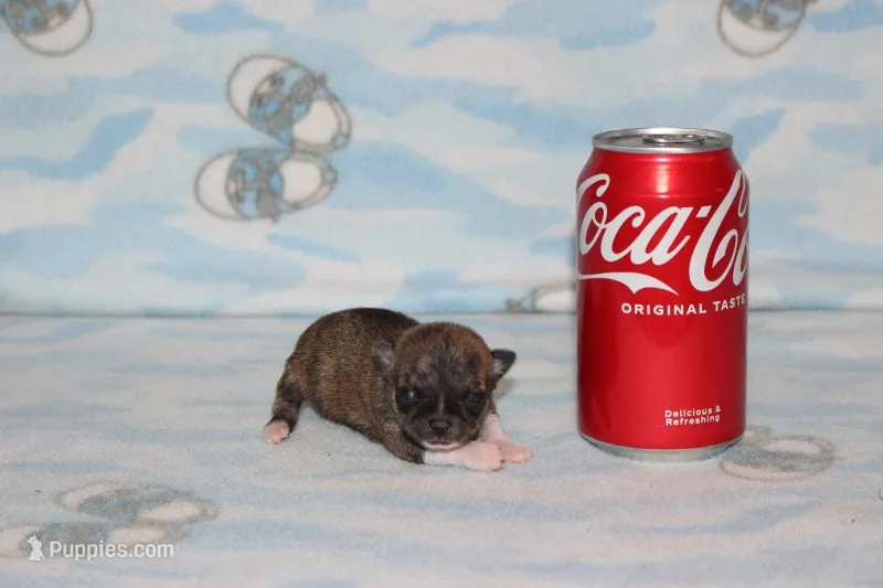 N-2  – Chihuahua puppy for sale in Sabillasville, MD