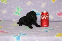 E-3, a male Poodle - Toy  for sale in Sabillasville, MD – 3 of 5
