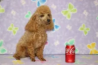 Sweet Pea, a female Poodle - Toy  for sale in Sabillasville, MD – 10 of 10