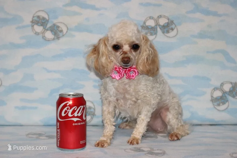 Peaches – Poodle - Toy  puppy for sale in Sabillasville, MD