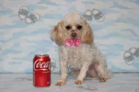 Peaches, a female Poodle - Toy  for sale in Sabillasville, MD – 2 of 10