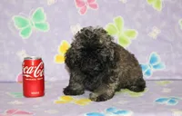 Rusty, a male Poodle - Toy  for sale in Sabillasville, MD – 5 of 8