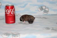 N-2 , a female Chihuahua for sale in Sabillasville, MD – 3 of 6