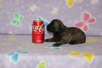 Rusty, a male Poodle - Toy  for sale in Sabillasville, MD – 2 of 7