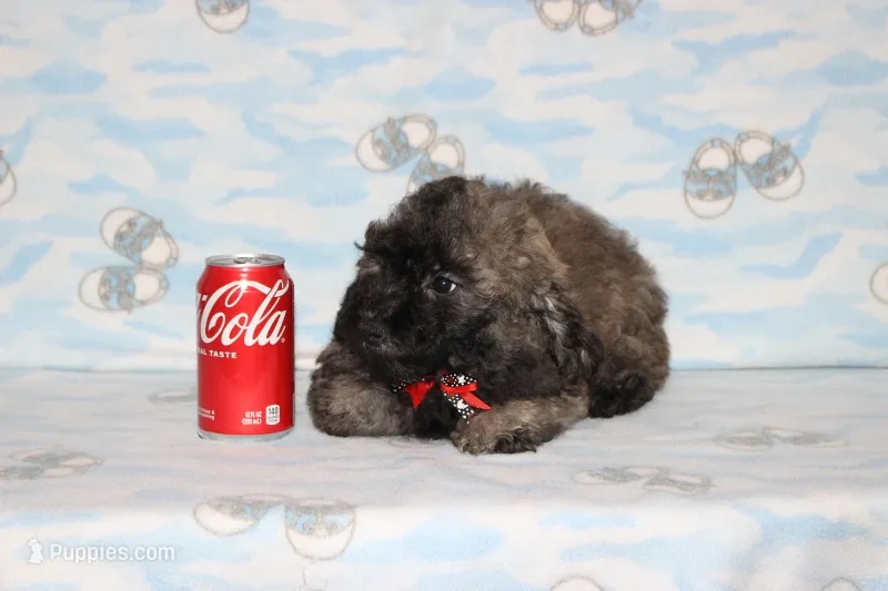 Rusty – Poodle - Toy  puppy for sale in Sabillasville, MD