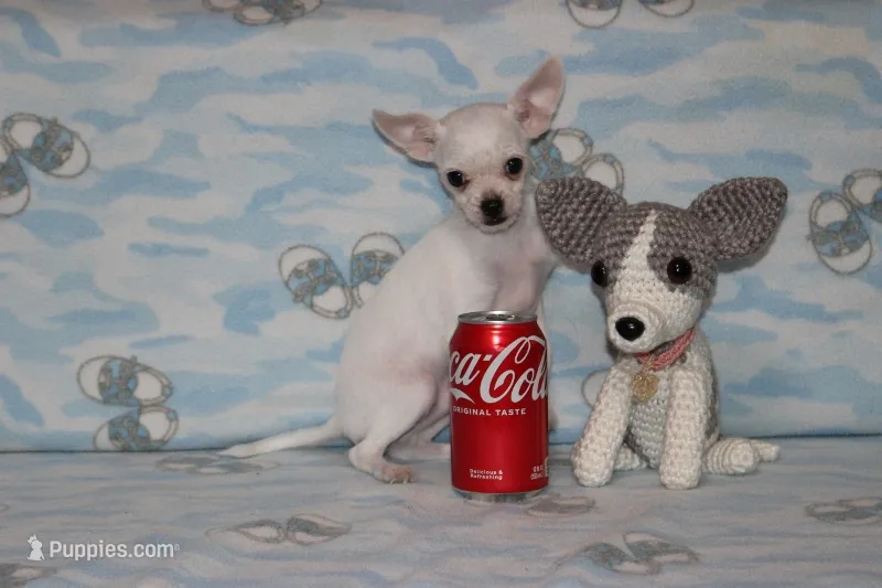 Toby – Chihuahua puppy for sale in Sabillasville, MD