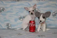 Toby, a male Chihuahua for sale in Sabillasville, MD – 3 of 9