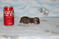 N-2 , a female Chihuahua for sale in Sabillasville, MD – 4 of 6