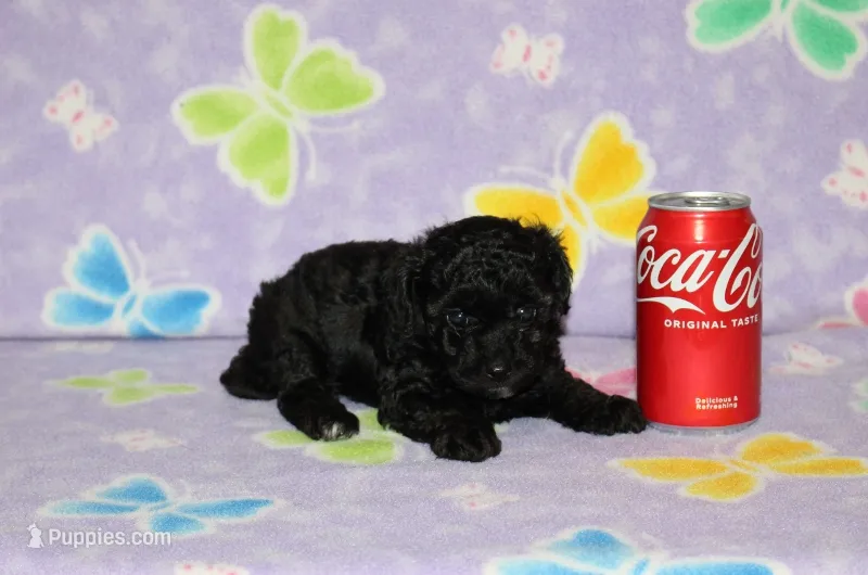 Shadow – Poodle - Toy  puppy for sale in Sabillasville, MD