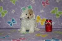 Apricot Blossom, a female Poodle - Toy  for sale in Sabillasville, MD – 6 of 10