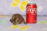 Clyde, a male Chihuahua and Poodle - Toy  for sale in Sabillasville, MD – 2 of 5
