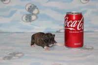 N-2 , a female Chihuahua for sale in Sabillasville, MD – 2 of 6