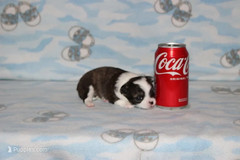 Sophie – Chihuahua, Poodle - Toy  puppy for sale in Sabillasville, MD