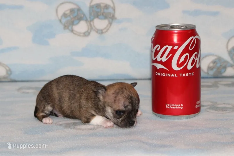 N-2  – Chihuahua puppy for sale in Sabillasville, MD