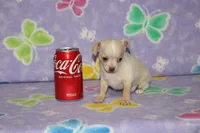 B-1, a male Chihuahua for sale in Sabillasville, MD – 2 of 6