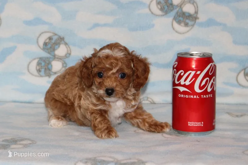 Cassy – Poodle - Toy  puppy for sale in Sabillasville, MD