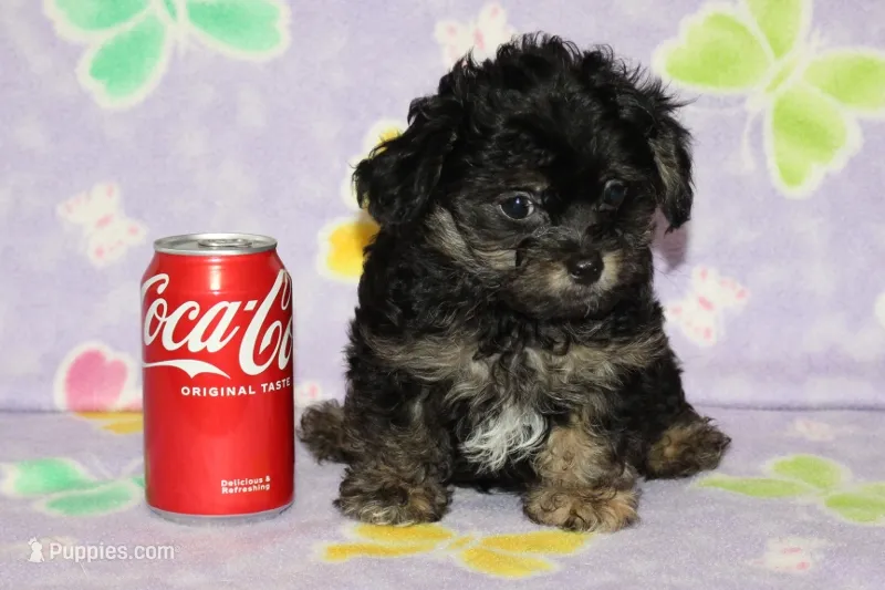 Teddy Bear – Chipoo puppy for sale in Sabillasville, MD