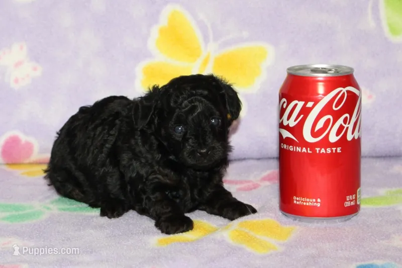Ivy – Poodle - Toy  puppy for sale in Sabillasville, MD