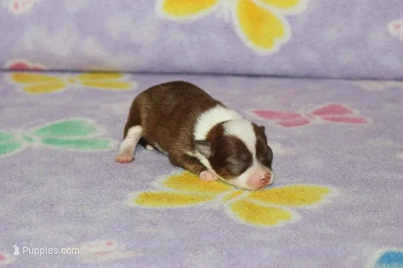 S-4  – Chipoo puppy for sale in Sabillasville, MD