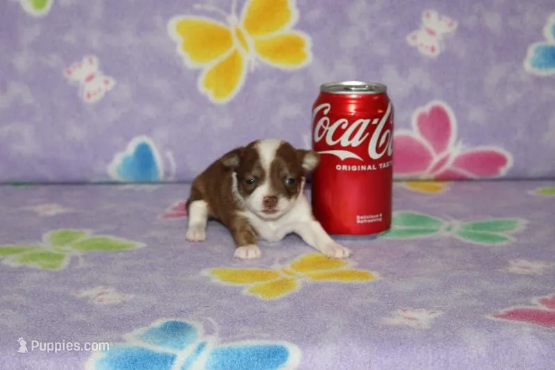 S-4  – Chipoo puppy for sale in Sabillasville, MD