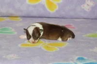 S-4 , a female Chipoo for sale in Sabillasville, MD – Photo 1 of 5