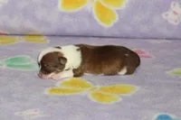 S-4 , a female Chipoo for sale in Sabillasville, MD – Photo 2 of 5