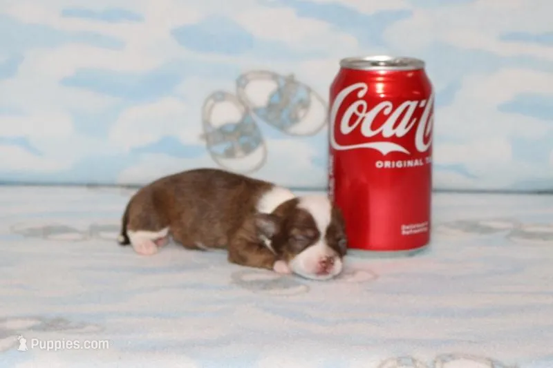 S-4  – Chipoo puppy for sale in Sabillasville, MD