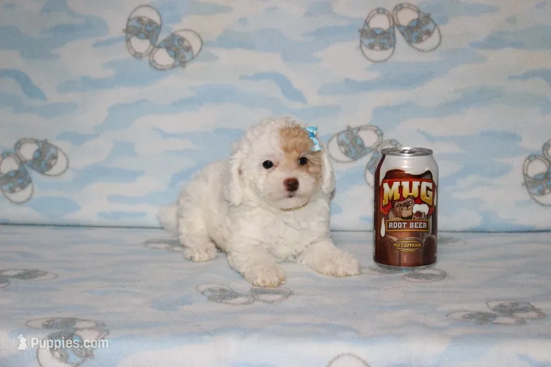 Apricot Blossom – Poodle - Toy  puppy for sale in Sabillasville, MD