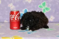 R-3, a female Poodle - Toy  for sale in Sabillasville, MD – Photo 1 of 6