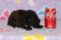 R-3, a female Poodle - Toy  for sale in Sabillasville, MD – Photo 2 of 6