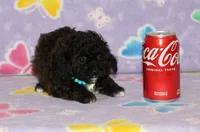 R-3, a female Poodle - Toy  for sale in Sabillasville, MD – Photo 3 of 6