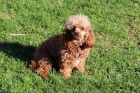 R-3, a female Poodle - Toy  for sale in Sabillasville, MD – Photo 5 of 6