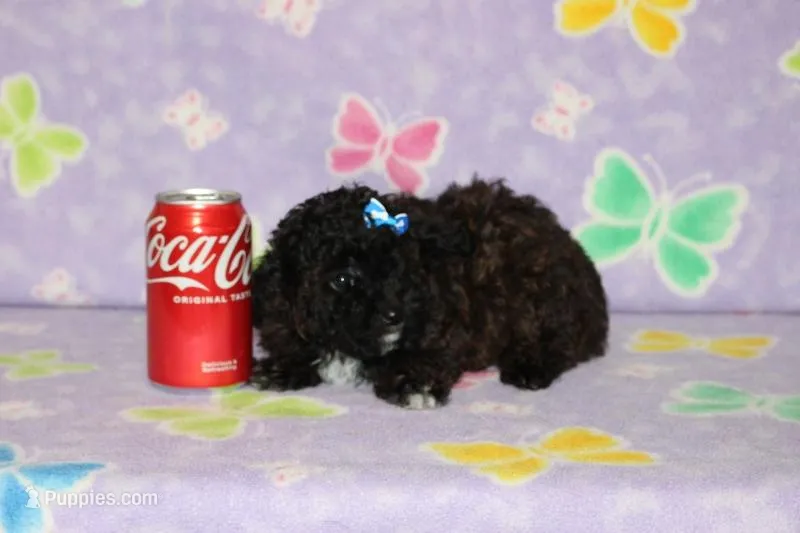 R-3 – Poodle - Toy  puppy for sale in Sabillasville, MD