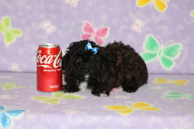 R-3 – Poodle - Toy  puppy for sale in Sabillasville, MD