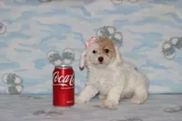 Apricot Blossom, a female Poodle - Toy  for sale in Sabillasville, MD – 2 of 10