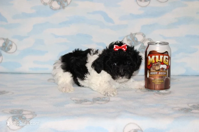 Dottie – Poodle - Toy  puppy for sale in Sabillasville, MD