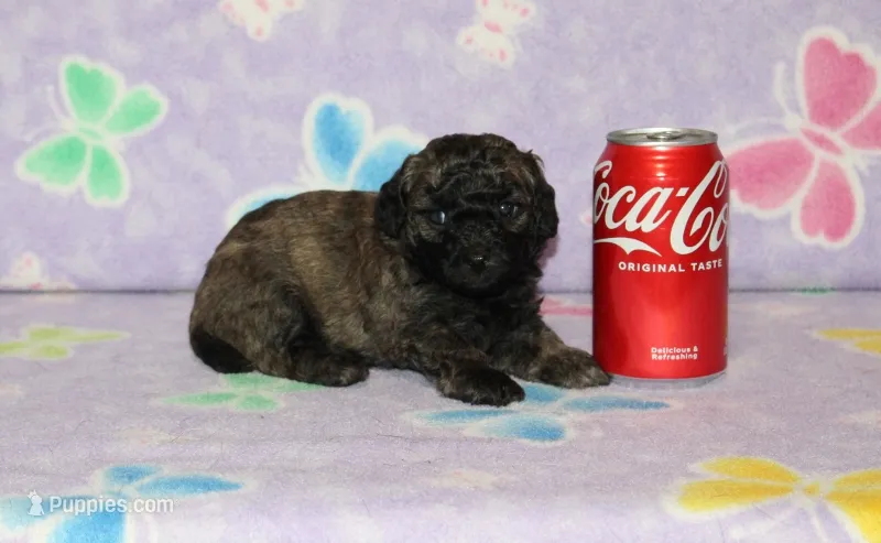 E-1 – Poodle - Toy  puppy for sale in Sabillasville, MD