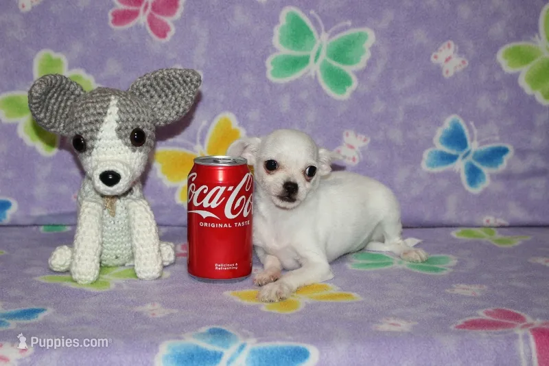 B-2 – Chihuahua puppy for sale in Sabillasville, MD
